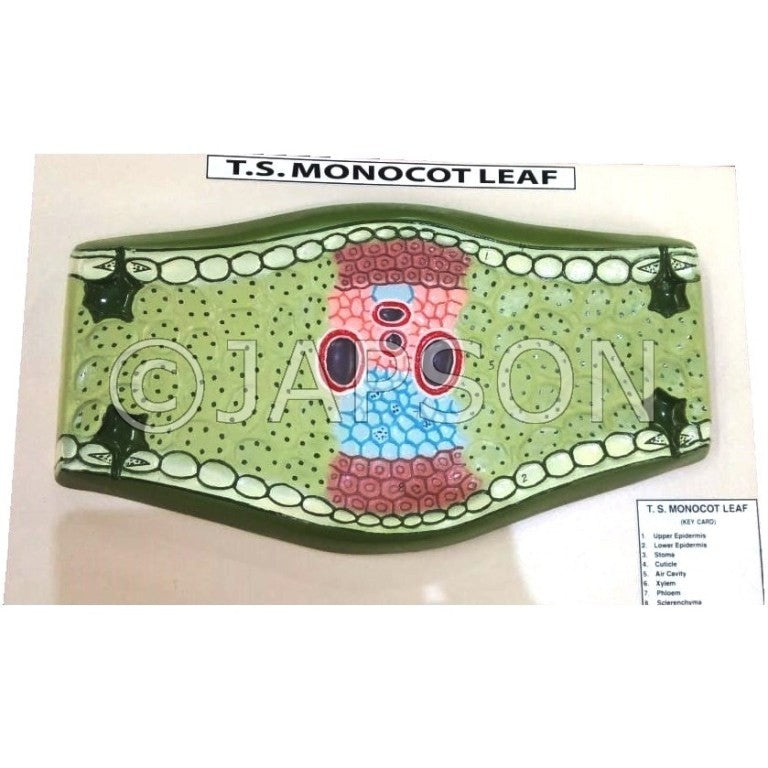 Model, T. S. Monocot Leaf Model, T. S. Monocot Leaf